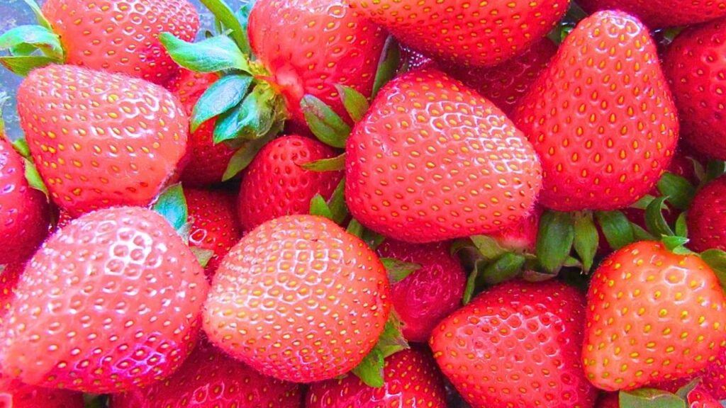 truskawki